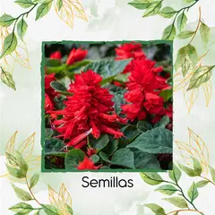 GENERICO - 13 Semillas Orgánicas De Flor Salvia Fuego De San Juan
