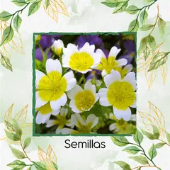 GENERICO - 100 Semillas Orgánicas De Flor Spiegeleitje