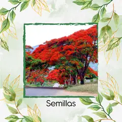 GENERICO - 10 Semillas Orgánicas De Árbol Acacia Roja