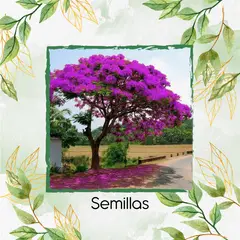 GENERICO - 800 Semillas Orgánicas De Árbol Acacia Rosa
