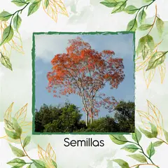 GENERICO - 60 Semillas Orgánicas De Árbol Cámbulo