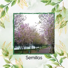 GENERICO - 10 Semillas Orgánicas De Árbol Casco De Vaca