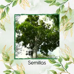 GENERICO - 50 Semillas Orgánicas De Árbol Cedro Rosado