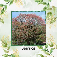 GENERICO - 60 Semillas De Árbol Chochos De Árbol