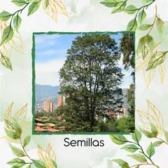 GENERICO - 200 Semillas Orgánicas De Árbol Ciprés