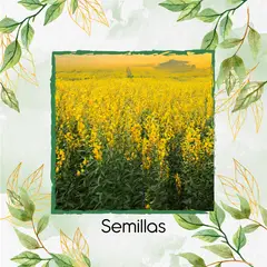 GENERICO - 640 Semillas Orgánicas De Crotalaria