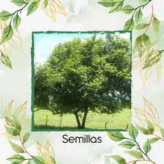 GENERICO - 2.000 Semillas Orgánicas De Árbol Guácimo