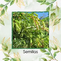 GENERICO - 50 Semillas Orgánicas De Planta Guandul