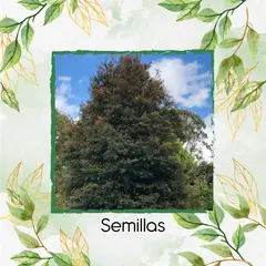 GENERICO - 50 Semillas Orgánicas De Árbol Guayacan De Manizales