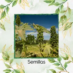 GENERICO - 150 Semillas Orgánicas De Higuerilla