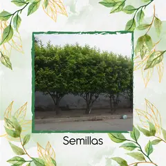 GENERICO - 500 Semillas Orgánicas De Árbol Limón Ornamental