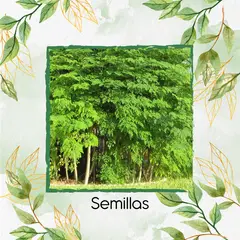 GENERICO - 300 Semillas Orgánicas De Árbol Moringa