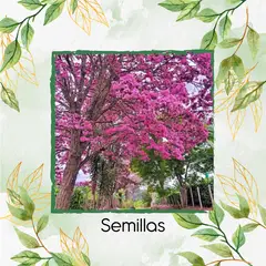 GENERICO - 25 Semillas Orgánicas De Árbol Ocobo