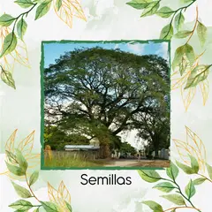 GENERICO - 5 Semillas Orgánicas De Árbol Orejero