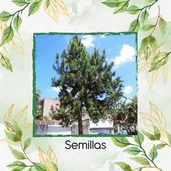 GENERICO - 100 Semillas Orgánicas De Árbol Pino Caribe