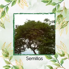 GENERICO - 50 Semillas Orgánicas De Árbol Yopo Café