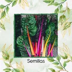 GENERICO - 250 Semillas Orgánicas De Acelga Colores