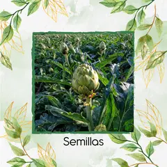 GENERICO - 400 Semillas Orgánicas De Alcachofa
