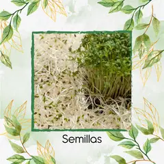 GENERICO - 4.500 Semillas Orgánicas De Alfalfa