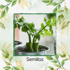 GENERICO - 4.000 Semillas Orgánicas De Apio