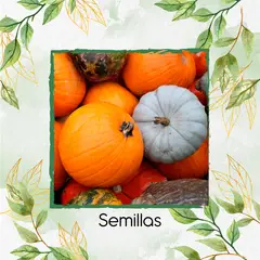 GENERICO - 150 Semillas Orgánicas De Auyama