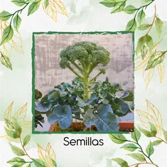 GENERICO - 4.000 Semillas Orgánicas De Brócoli