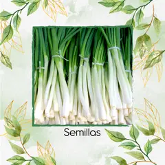 GENERICO - 4.000 Semillas Orgánicas De Cebolla Larga