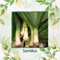 GENERICO - 1.000 Semillas Orgánicas De Cebolla Puerro