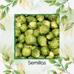 GENERICO - 3.600 Semillas Orgánicas De Col De Bruselas