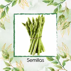 GENERICO - 160 Semillas Orgánicas De Espárragos
