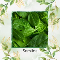 GENERICO - 30 Semillas Orgánicas De Espinaca