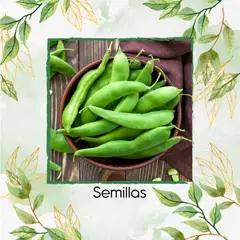 GENERICO - 150 Semillas Orgánicas De Habichuela