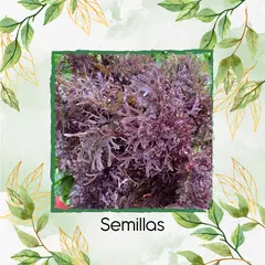 GENERICO - 1.720 Semillas Orgánicas De Mostaza Mizuna Roja Hoja Delgada