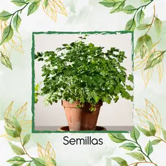 GENERICO - 400 Semillas Orgánicas De Perejil Liso