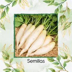 GENERICO - 113 Semillas Orgánicas De Rábano Blanco Daikon