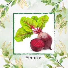 GENERICO - 50 Semillas Orgánicas De Remolacha