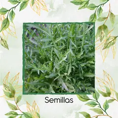 GENERICO - 5.000 Semillas Orgánicas De Rúcula Selvática