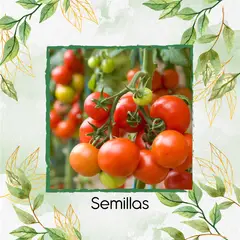 GENERICO - 25 Semillas Orgánicas De Tomate Cherry