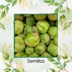 GENERICO - 500 Semillas Orgánicas De Tomatillo Tomate Mexicano
