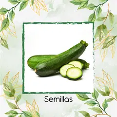 GENERICO - 300 Semillas Orgánicas De Zucchini Enano Verde