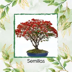 GENERICO - 10 Semillas Orgánicas De Bonsái Acacia Roja