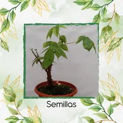 GENERICO - 800 Semillas Orgánicas De Bonsái Ceiba Bonga