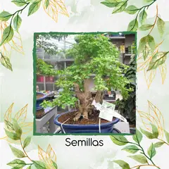 GENERICO - 18 Semillas Orgánicas De Bonsái Espino