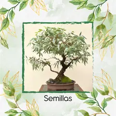 GENERICO - 200 Semillas Orgánicas De Bonsái Eucalipto