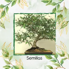 GENERICO - 2.000 Semillas Orgánicas De Bonsái Eucalipto Camaldulensis