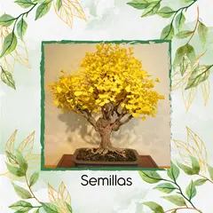 GENERICO - 25 Semillas Orgánicas De Bonsái Guayacán Amarillo