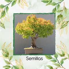 GENERICO - 10 Semillas Orgánicas De Bonsái Matarratón