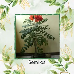 GENERICO - 3.000 Semillas Orgánicas De Bonsái Tulipán Africano