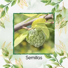 GENERICO - 6 Semillas Orgánicas De Fruta Anón