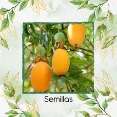 GENERICO - 30 Semillas Orgánicas De Fruta Curuba